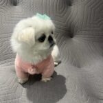 Kang Ye-won Instagram – 내겐 너무 무거운 그녀🐶🤎