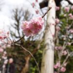 Kanon Miyahara Instagram - 凛さんと日帰り旅行🚃in栃木 天気も良くてたくさん歩いて 良き休日でした🌸 写真たくさん撮ったから しばらくお付き合いください☺️✨