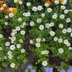 Kanyaphak Pongsak Instagram – 🌼✨🤎