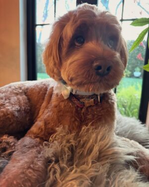 Karen David Instagram - Our cheeky, love bug, teddy bear turns 7 today! 🎉🎉🎉 7 years of laughter, pure joy, unconditional love and barking at the ups/fed ex/mailman. 😂🤪 Grateful for you, dearest, @theadventuresofmylo You make our lives sooooo much better and wittier! Love you so much, sweet, boy! 🐾🎂🎈Thank you, @jessronagrooming for Mylo’s gorgeous, birthday cut! 🎉🎉🎉 #cockapoo #cockapoos