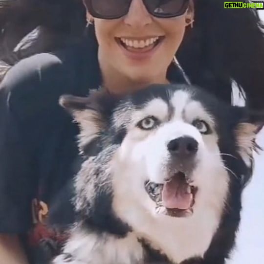 Karen Leone - 3 Likes - Mi Recurso favorito para recargarme de energia ella @gala_thewolfdog amor puro, me hace recordar cada segundo que SER amor es el camino, lo demás viene solo. ✨💜✨
.
.
#amor #amorpuro #girls #magia #siberianhusky #huskylove #dog