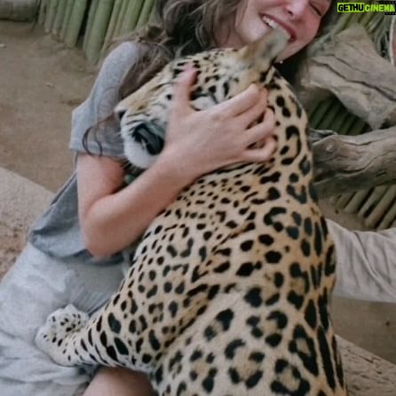 Karen Leone - 3 Likes - Soy una niña muy feliz 😁🦁🐆🦌🦦💜✨
Amo profundamente la conexión con animales 😍
Y a ti que te hace feliz?
.
.
.
.
.
#jaguar #amor #familia #leon #lioness #love #safari
