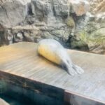 Karen Otomo Instagram – ①初めての海遊館（浮かれててポーズも表情も謎😂）
②1番可愛かったトリ（1番感動したのはジンベイザメ）
③妹とついにペアリング（周りには、妹と付き合ってるよね、と言われます）
④よく見るとなんか独特なアザラシの動画（正面はもちろん可愛い）
⑤はい、決めポーズ

良き日曜日を！！