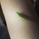 Karine Teles Instagram – Abril! Outono! Segunda. Hoje passa Bacurau na TV aberta! Esse filme destemido que rodou o mundo. Aqui um carrossel de imagens da época das filmagens! Essas coisas que acontecem na vida que ficam pra sempre! #bacurau #telaquente #cinema #cannes #atriz