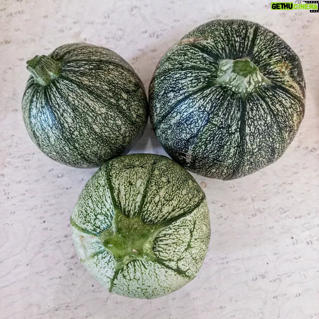 Karla Cossío Instagram - Cosecha de hoy. Poco a poco se realiza mi sueño de tener un huerto en casa. Me conmueve profundamente todo lo relacionado con la naturaleza. Observo. Comprendo que mis procesos son similares a los suyos y aprendo a honrar a cada uno💚