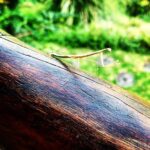 Karla Cossío Instagram – Cuando sonó el ruidito de la cámara, este pequeño visitante giró la cabeza y me miró. Sentí que invadí su privacidad