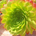 Karla Cossío Instagram – Vegetación mágica de lugar mágico