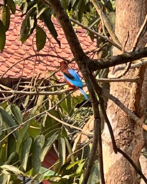 Karthika Muralidharan Instagram - A 24hour pit stop at grandma’s and my morning already giving me vibez
~ morning gardening clothes on 
~spotted something super blue 
~ saved the butterfly from a tree spider web , thereby starving the spider , but we all got obvious biases now don’t we 
~ harvested tapioca 
~ spent two minutes getting jealous of Sundari basking in the sun 
~ till I decided to be that Sundari coz YOLO bitchez

I also Friday like my 63 year old father at 27 , so who is really winning here huh? huh?
Commnt me biloww guyss