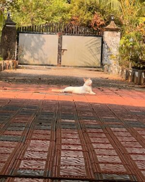 Karthika Muralidharan Instagram - A 24hour pit stop at grandma’s and my morning already giving me vibez
~ morning gardening clothes on 
~spotted something super blue 
~ saved the butterfly from a tree spider web , thereby starving the spider , but we all got obvious biases now don’t we 
~ harvested tapioca 
~ spent two minutes getting jealous of Sundari basking in the sun 
~ till I decided to be that Sundari coz YOLO bitchez

I also Friday like my 63 year old father at 27 , so who is really winning here huh? huh?
Commnt me biloww guyss