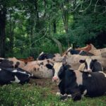 Kassandra Clementi Instagram - Horse puppies