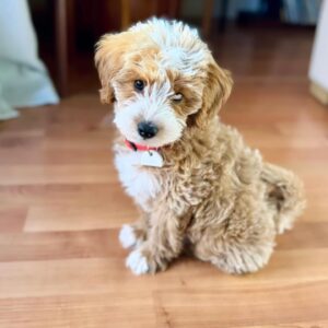 Kate Mansi Instagram - Tooch the Pooch🐾
@stanleyandgeorgie
