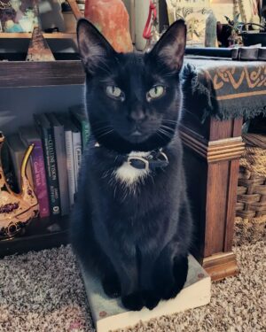 KateLynn E. Newberry Instagram - Sometimes I imagine I'm just the human version of this cat.