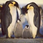 Kate Mara Instagram - #FathersDay Perhaps the best-known wildlife fathers of all, male Emperor penguins begin their paternal duties long before their offspring are born. After the mother lays her egg, she returns to the sea to feed on a two-month long journey, and the father’s job—keeping the egg safe and warm—begins. He spends two long, arduous months balancing the egg on his feet in the harsh Antarctic winter, protecting it with his brooding pouch. He has to fast for these two months, unable to eat anything until the mother penguin returns and he can make his own journey to the sea to replenish himself. 🖤