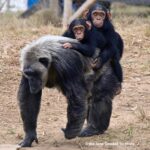 Kate Mara Instagram - This chimp lost her mom to the illegal bushmeat trade, and yet still went on to become an amazing foster mother to baby chimps💚 Sending love to all the moms, stepmoms, foster moms, animal moms, and those who have lost their moms…Happy Mothers Day💚