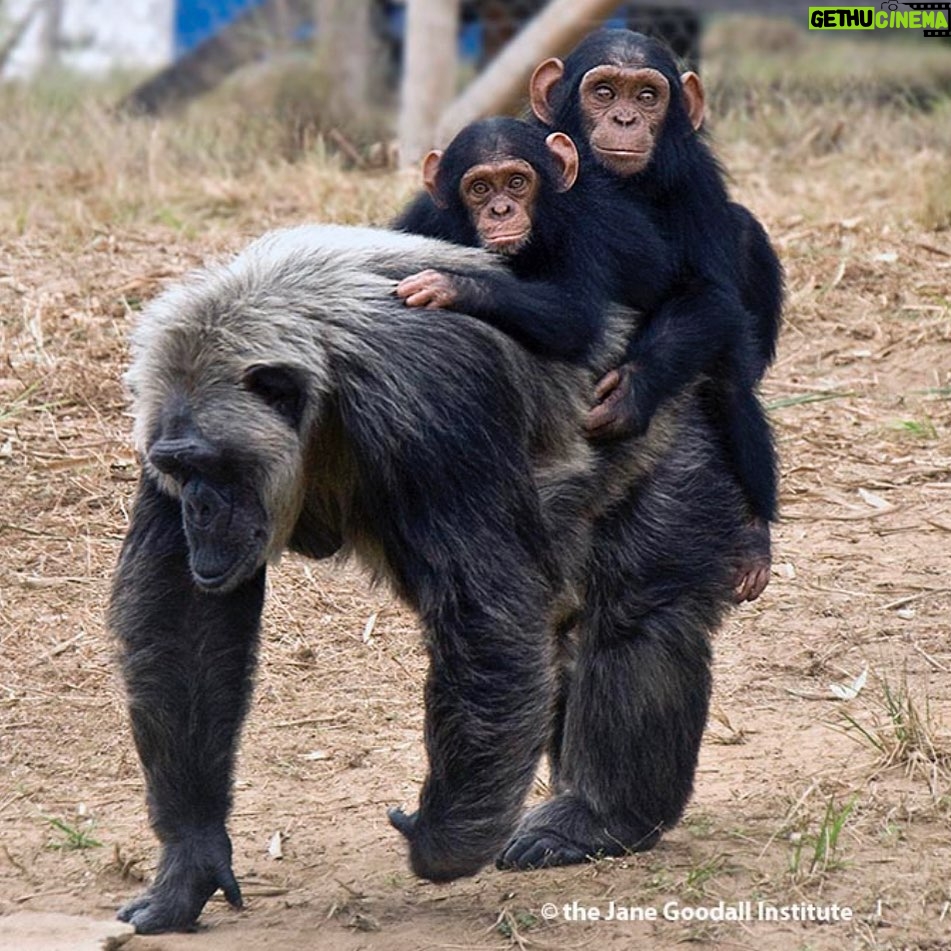 Kate Mara Instagram - This chimp lost her mom to the illegal bushmeat trade, and yet still went on to become an amazing foster mother to baby chimps💚 Sending love to all the moms, stepmoms, foster moms, animal moms, and those who have lost their moms…Happy Mothers Day💚