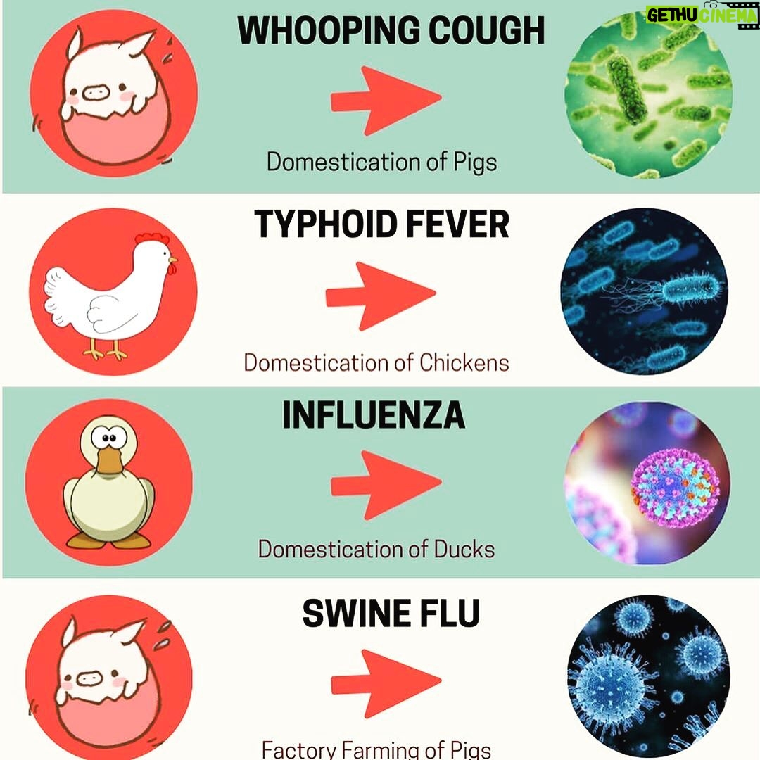 Kate Mara Instagram - Did you know most epidemic diseases originate in animals? Thanks for the info @afrovegansociety 💚 Human epidemics started about 10,000 years ago when we forced wild animals into domestication. ⠀ Forcing wild animals into close contact with humans also brought us into close contact with their diseases. ⠀ We will continue to create these deadly epidemics as long as we have an animal-based food system. ⠀ Building a completely accessible plant-based food system is the only solution✊🏾💚🌱✨ #epidemicdiseases #blackvegansofig #blackhealthmatters #blackvegancommunity #vegan @afrovegansociety