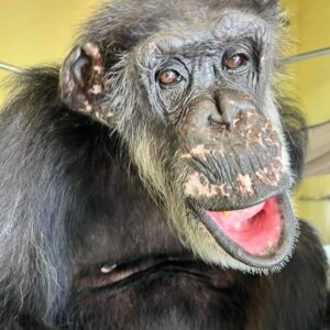 Kate Mara Instagram - We visited a Florida sanctuary with 220  chimps rescued from labs and show business.
They live on 12 islands and get wonderful care 💚
Seeing their joy after what they’ve been through was incredible.
To learn more and support, please consider becoming a member @savethechimps