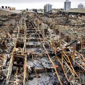 Kate Mara Instagram - This is a “maternity ward” where 2,000 mother pigs and their baby piglets burned to death on a factory farm in the UK this week. 

These metal crates keep pregnant and nursing pigs completely immobilized their entire lives; unable to meet their natural desire to love, nurture, and protect their  young.

The official “cause” of the fire may be ruled as faulty electricity. But these animals endured a horrifying life and death because of our addiction to eating their body parts. 

We must do better than this. Factory farms are a result of how we consume. 
💔