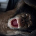 Kate Mara Instagram - @liberiachimprescueprotection • Lily is so skinny, small and dehydrated but this remarkable little person still finds time to smile! Inspiring! #inspiration #resilience #miraclebaby #liberiachimps 🌸 Visit site in bio to donate! IMPORTANT NOTE: **Chimpanzees are not and should not be pets or forced to live with humans.** The chimpanzee orphans at LCRP's sanctuary in West Africa are victims of the bushmeat and illegal pet trade. Their mothers were tragically killed by poachers and require around the clock care. Thanks to the dedicated caregivers and staff, the orphans are being rehabilitated so that they will be able to thrive with others in a natural and safe environment when they’re older. Please support LCRP’s efforts to rescue chimpanzees in need to keep wild chimps wild. 🌸