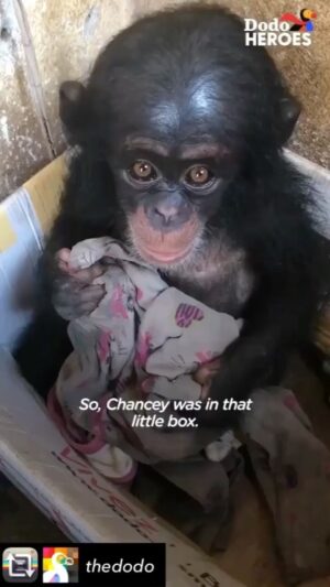 Kate Mara Instagram - Thank you @thedodo for sharing this beautiful video of my friends @liberiachimprescueprotection.
I had the absolute honor of spending time with Chancey and witnessing the love and care from Jenny Jim. 
Chimps deserve to live in the wild.
We continue to fight for their rights as we do for human rights.
Visit link in my bio @liberiachimprescueprotection for more info.