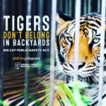 Kate Mara Instagram - This week, the U.S. House of Representatives will vote on the Big Cat Public Safety Act. Our outreach is critical to the bill’s success. The Big Cat Public Safety Act will help end the rampant abuse of tigers and other big cats across the country by prohibiting private possession and making it illegal for exhibitors to allow direct contact with cubs, ending dangerous interactions such as cub petting. Please take a few minutes to urge your representative to protect big cats and vote “Yes” on this important bill link @animallegaldefensefund 🐅