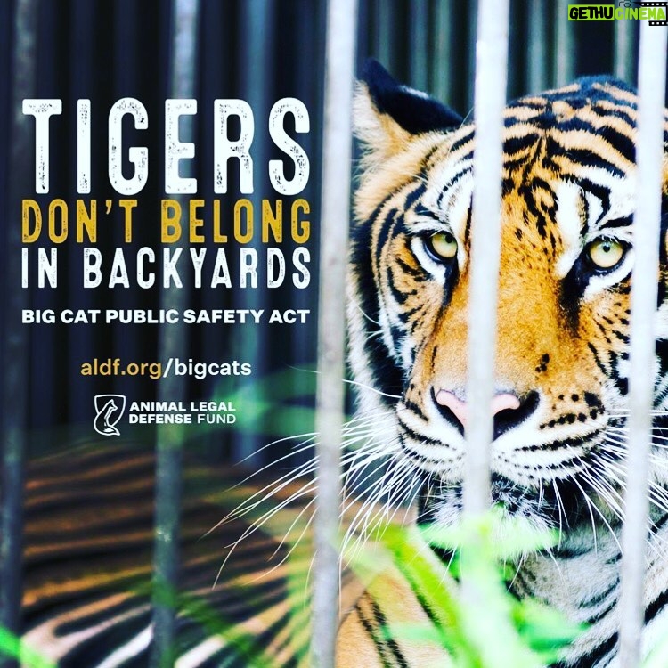 Kate Mara Instagram - This week, the U.S. House of Representatives will vote on the Big Cat Public Safety Act. Our outreach is critical to the bill’s success. The Big Cat Public Safety Act will help end the rampant abuse of tigers and other big cats across the country by prohibiting private possession and making it illegal for exhibitors to allow direct contact with cubs, ending dangerous interactions such as cub petting. Please take a few minutes to urge your representative to protect big cats and vote “Yes” on this important bill link @animallegaldefensefund 🐅