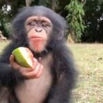 Kate Mara Instagram – It’s #givingtuesday and we are raising money to help feed the chimps 🙊 #liberiachimps 

(donate link in bio)