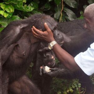 Kate Mara Instagram - RIP Joseph Thomas.
Dedicated his life to caring for the abandoned island chimps of Liberia. 
We had the privilege of watching him interact with them and saw how deeply they relied on him and truly loved him.
They will be heartbroken when they don’t see Joseph tomorrow, or the next day.
To donate to his family or to learn more about this amazing soul:
https://gofund.me/5f2e5d20