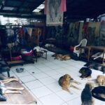 Kate Mara Instagram – Animal Love Rescue Center in Costa Rica needs urgent help.
They are a non-profit no-kill charitable shelter that takes care of more than 1,000 animals.
More than 800 are dogs and cats.
The rescue center funded by vegan – vegetarian hotel “lands in love” is closed from the middle of March as a result of the Coronavirus world crisis.
They need urgent help to keep the shelter running. 
Without help, the rescue center will be closed and the animals will be released to the streets. Visit their site to learn more or donate @animalloverescue 💚