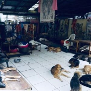 Kate Mara Instagram - Animal Love Rescue Center in Costa Rica needs urgent help.
They are a non-profit no-kill charitable shelter that takes care of more than 1,000 animals.
More than 800 are dogs and cats.
The rescue center funded by vegan - vegetarian hotel “lands in love” is closed from the middle of March as a result of the Coronavirus world crisis.
They need urgent help to keep the shelter running. 
Without help, the rescue center will be closed and the animals will be released to the streets. Visit their site to learn more or donate @animalloverescue 💚