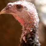 Kate Mara Instagram – Swipe for more cuteness🧡

#adoptaturkey 
Help end the suffering by adopting a rescued turkey today, instead of eating one ❤️
(We did exactly that, after we made out!)
Link in bio