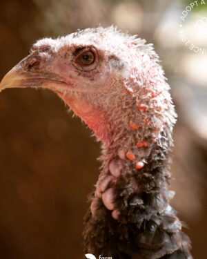 Kate Mara Instagram - Swipe for more cuteness🧡

#adoptaturkey 
Help end the suffering by adopting a rescued turkey today, instead of eating one ❤️
(We did exactly that, after we made out!)
Link in bio