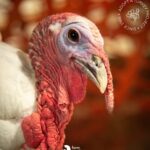 Kate Mara Instagram – Swipe for more cuteness🧡

#adoptaturkey 
Help end the suffering by adopting a rescued turkey today, instead of eating one ❤️
(We did exactly that, after we made out!)
Link in bio
