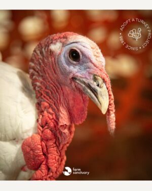 Kate Mara Instagram - Swipe for more cuteness🧡

#adoptaturkey 
Help end the suffering by adopting a rescued turkey today, instead of eating one ❤️
(We did exactly that, after we made out!)
Link in bio