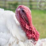 Kate Mara Instagram – Swipe for more cuteness🧡

#adoptaturkey 
Help end the suffering by adopting a rescued turkey today, instead of eating one ❤️
(We did exactly that, after we made out!)
Link in bio
