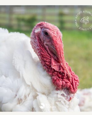 Kate Mara Instagram - Swipe for more cuteness🧡

#adoptaturkey 
Help end the suffering by adopting a rescued turkey today, instead of eating one ❤️
(We did exactly that, after we made out!)
Link in bio