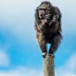 Kate Mara Instagram - We visited a Florida sanctuary with 220 chimps rescued from labs and show business. They live on 12 islands and get wonderful care 💚 Seeing their joy after what they’ve been through was incredible. To learn more and support, please consider becoming a member @savethechimps