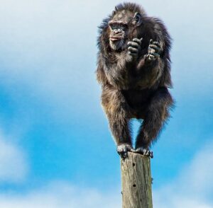 Kate Mara Instagram - We visited a Florida sanctuary with 220  chimps rescued from labs and show business.
They live on 12 islands and get wonderful care 💚
Seeing their joy after what they’ve been through was incredible.
To learn more and support, please consider becoming a member @savethechimps