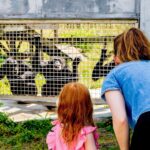 Kate Mara Instagram - We visited a Florida sanctuary with 220 chimps rescued from labs and show business. They live on 12 islands and get wonderful care 💚 Seeing their joy after what they’ve been through was incredible. To learn more and support, please consider becoming a member @savethechimps