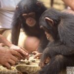 Kate Mara Instagram - WATCH EPISODE TWO - SATURDAY @bbcamerica 8EST ❤️ Repost from @wonderstrucktv These studious chimps are hard at work on their assignment, using rocks to break open food. #BabyChimpRescue