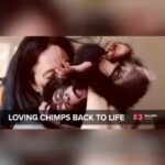 Kate Mara Instagram - ❤️ from @definedpodcast • We just can't get overJenny and the incredible work she is doing with @liberiachimprescueprotection!! Check out this short video to see more 💕 Thank you to @beautifulnewssa for creating such an impactful video! We just had to share! For more beautiful news, please follow them on social media! ❤️❤️