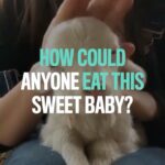 Kate Mara Instagram - @milliondollarvegan We naturally protect the lives of human babies, kittens and puppies... this baby is no different. Any other response is not natural; it's conditioning. ✨Choose to protect their innocence — not exploit it. ✨Video credit: @minovalleyfarmsanctuary