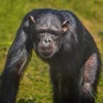 Kate Mara Instagram - We visited a Florida sanctuary with 220 chimps rescued from labs and show business. They live on 12 islands and get wonderful care 💚 Seeing their joy after what they’ve been through was incredible. To learn more and support, please consider becoming a member @savethechimps