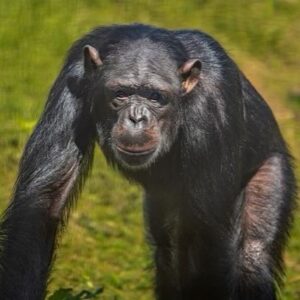 Kate Mara Instagram - We visited a Florida sanctuary with 220  chimps rescued from labs and show business.
They live on 12 islands and get wonderful care 💚
Seeing their joy after what they’ve been through was incredible.
To learn more and support, please consider becoming a member @savethechimps