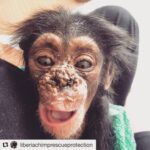 Kate Mara Instagram - Baby Mary... day by day we hope & pray our gorgeous girl recovers and gains a bit more emotional and physical strength. Thank you for all the love, support and prayers - we feel them and are passing them on to her!💗 Mary has a massive number of scabs on her face, healing from scrapes & wounds from the fall from the trees when her mom was shot. She has badly wounded the back of her head which seems to be slowly healing. We are working hard to keep the wounds clean and free from infection. 💔🐒🙏🏼🙏🏼♥️ Please donate and help send some love to Mary if you can... @liberiachimprescueprotection link is in my bio.