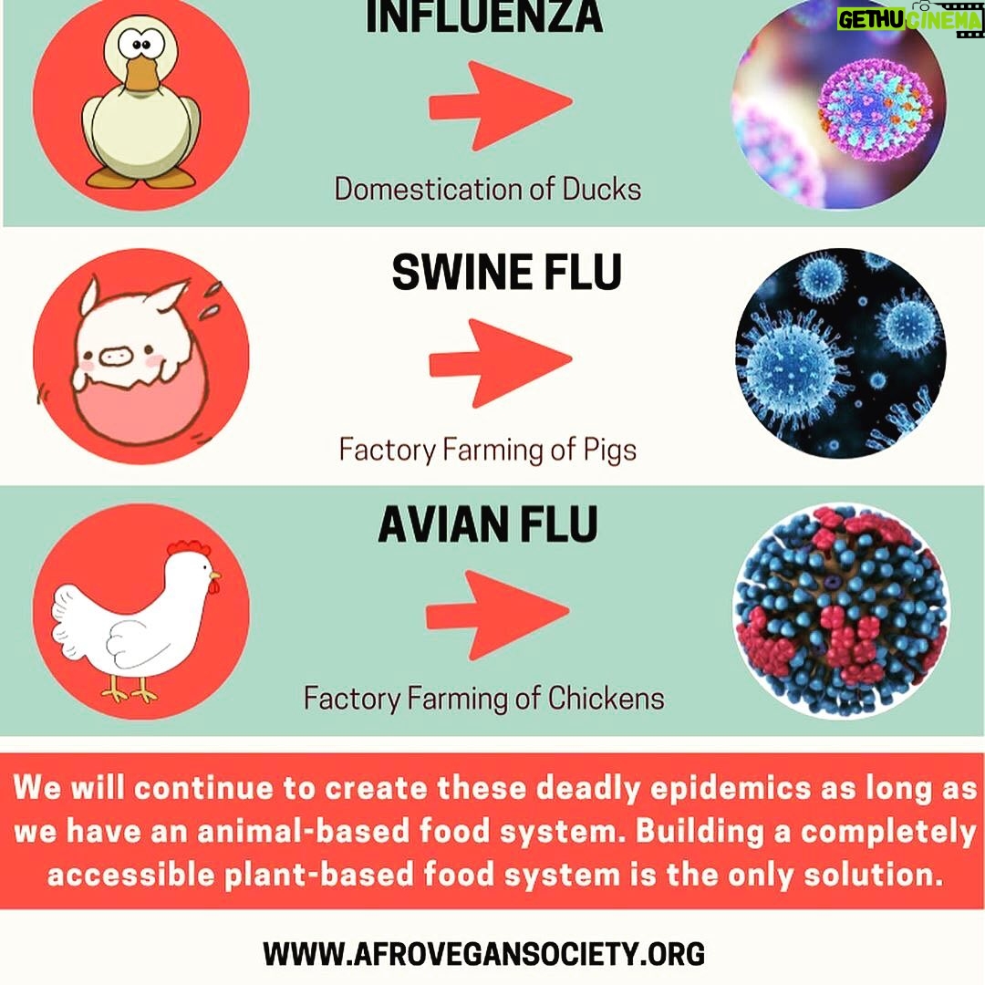 Kate Mara Instagram - Did you know most epidemic diseases originate in animals? Thanks for the info @afrovegansociety 💚 Human epidemics started about 10,000 years ago when we forced wild animals into domestication. ⠀ Forcing wild animals into close contact with humans also brought us into close contact with their diseases. ⠀ We will continue to create these deadly epidemics as long as we have an animal-based food system. ⠀ Building a completely accessible plant-based food system is the only solution✊🏾💚🌱✨ #epidemicdiseases #blackvegansofig #blackhealthmatters #blackvegancommunity #vegan @afrovegansociety