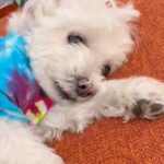 Kate Micucci Instagram - Our dog Claire. @clairesinclairsinclair