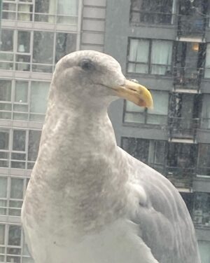 Katharine Isabelle Instagram - When I’m finally hauled off to jail for feeding the seagull that comes to my balcony everyday. It was worth it fuck the police #2020