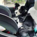 Katherine Barrell Instagram – Bernie dishing his daily reminder that HE is still the baby. (Yes he has his own car booster seat, yes it’s 1 foot away) 🙄😂