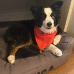 Katherine Barrell Instagram – 8 year Gotcha Day for our little love nugget!! 🥰 🥹🥰The goodest of the good boys- child herder, crying alerter, death by kisses fluffy butt. We love you Bernie- you have taught us so much! 😘